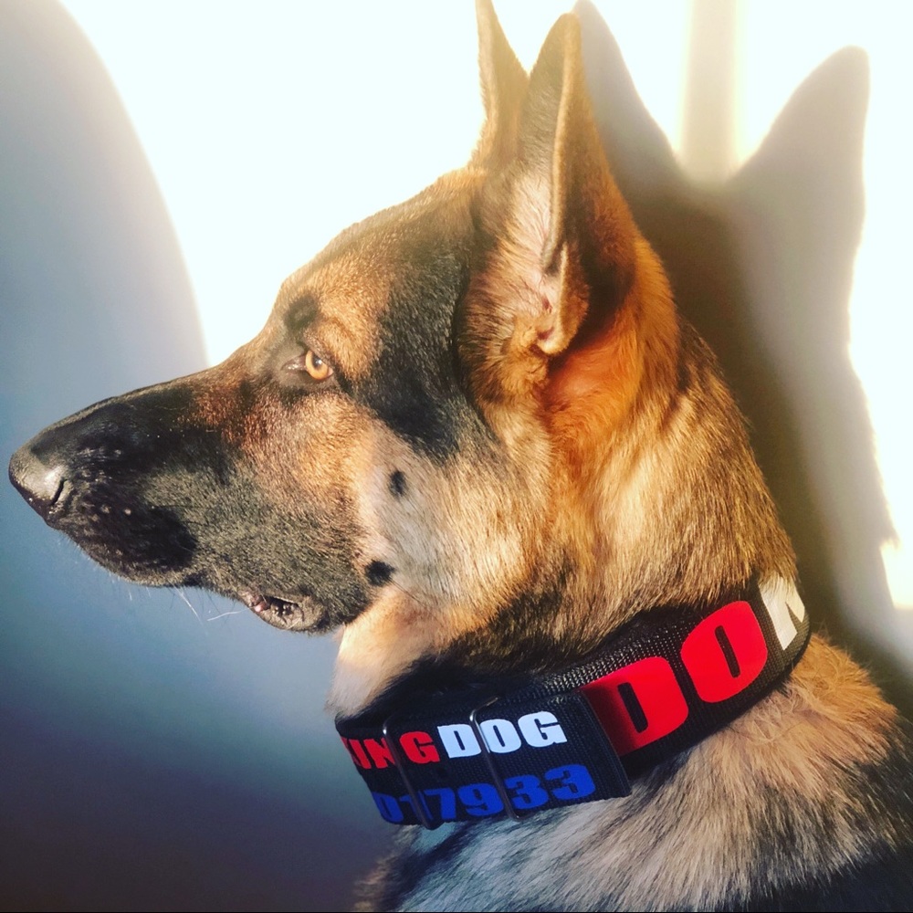Custom Dog Collars! - Picture 3 of 8
